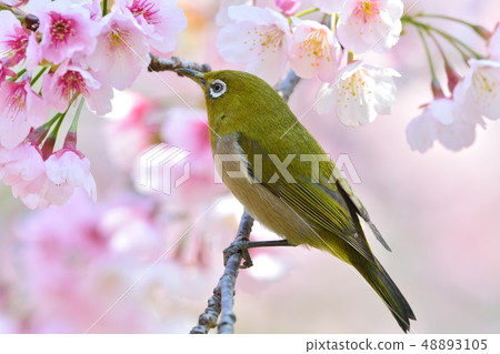 White-eye and Daikan Sakura (Aji Sakura) (N) White-eye and Daikan Sakura (Aji Sakura) (N) 48893105