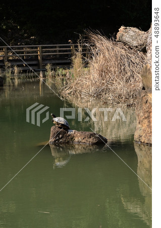 A turtle looking up at the sky of Hokusu wide area park turtle pond 48893648