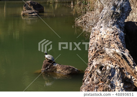 注視著Hokusu廣域公園烏龜池塘天空的烏龜 注視著Hokusu廣域公園烏龜池塘天空的烏龜 48893651