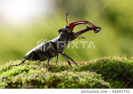 Giant Stage Beetle attack Giant Stage Beetle attack 48893742