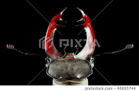 Stag Beetle antlers Stag Beetle antlers 48893744