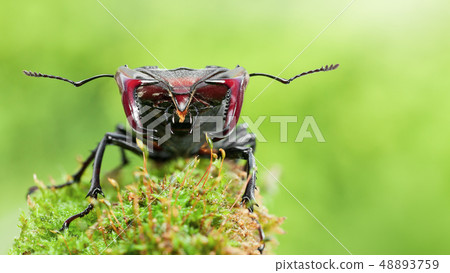 Stag Beetle portrait 48893759