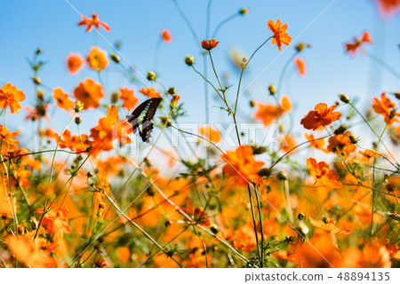 Cosmos and Aossia 48894135