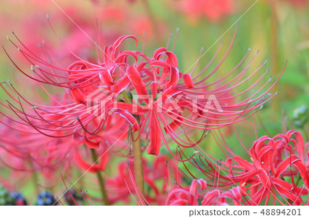 Cluster amaryllis 48894201
