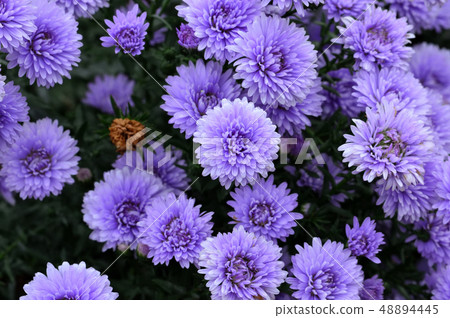 晨露和紫色小菊花 晨露和紫色小菊花 48894445