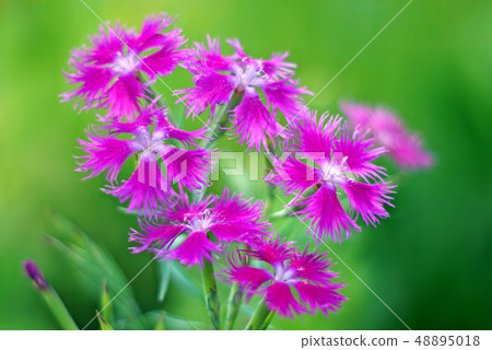 愉快的色的Kawara Nadesico 48895018