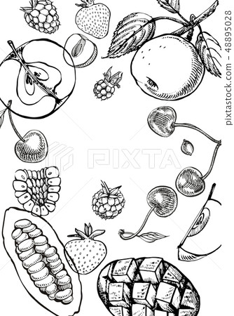 Set of graphic botanical illustration. Mango Fruit, Cacao and Berries strawberry, raspberry, apple 48895028