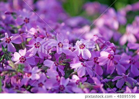 春天的早晨Shibazakura 春天的早晨Shibazakura 48895596