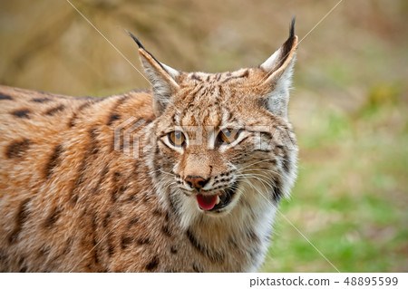 Close view of smiling wild lynx in nature Close view of smiling wild lynx in nature 48895599