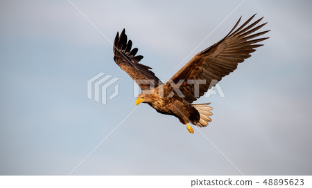 Adult white-tailed eagle flying against sky at sunset. 48895623