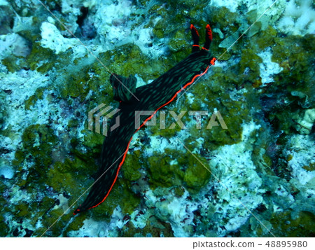 Red-faced red sea bream Red-faced red sea bream 48895980