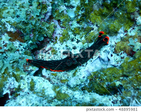 Red-faced red sea bream Red-faced red sea bream 48895981