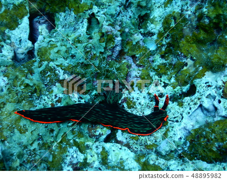 Red-faced red sea bream Red-faced red sea bream 48895982