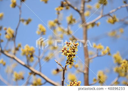 Mansaku flower blooming in Keitoku Park 48896233