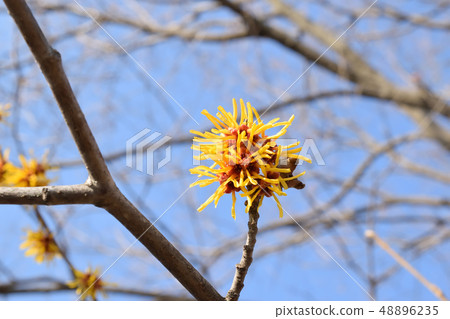 Mansaku花開在Keitoku公園 48896235