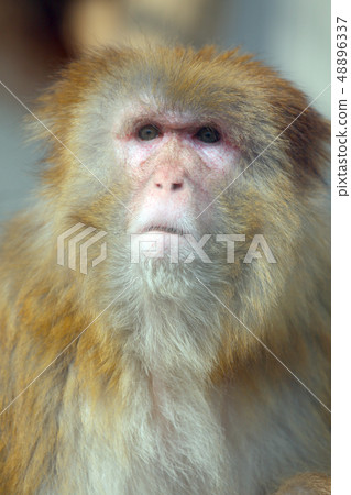  Rhesus monkey 48896337