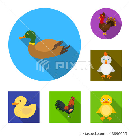 Vector design of funny and poultry logo. Collection of funny and farming vector icon for stock. 48896635