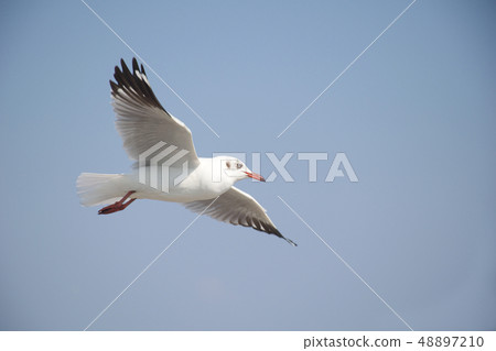 The beautiful seagull flying in the blue sky The beautiful seagull flying in the blue sky 48897210