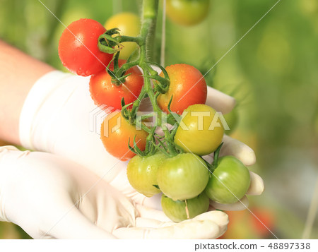 Cherry tomato picking image 48897338