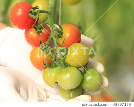 Cherry tomato picking image 48897339