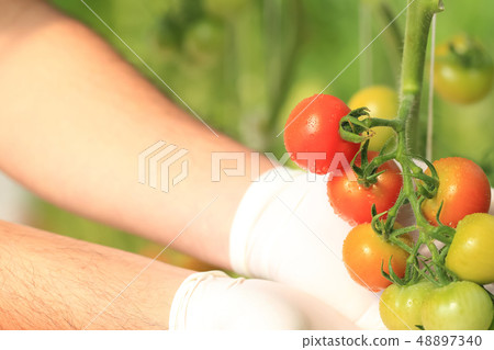 Cherry tomato picking image Cherry tomato picking image 48897340
