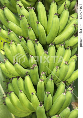 banana banana 48897401