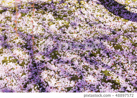 Seongnam Palace plum petals 48897572