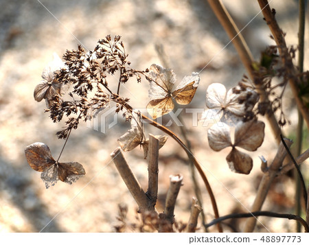 Hydrangea in the winter Hydrangea in the winter 48897773