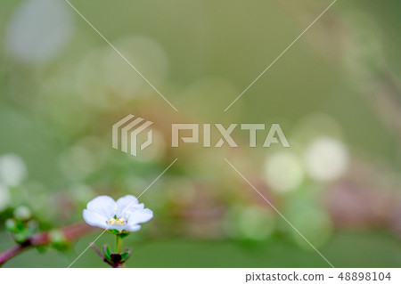 繡線 48898104