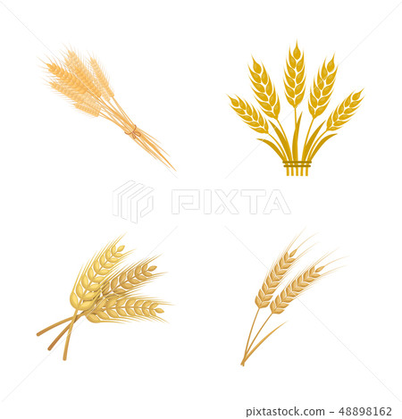 Vector design of wheat and stalk logo. Set of wheat and grain stock vector illustration. Vector design of wheat and stalk logo. Set of wheat and grain stock vector illustration. 48898162