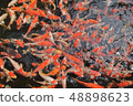 A lots of fancy crap fishes in the clear pond  48898623