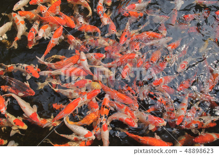 A lots of fancy crap fishes in the clear pond A lots of fancy crap fishes in the clear pond 48898623