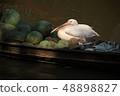 The spot-billed pelican sit on the fruits boat  48898827