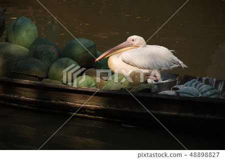 The spot-billed pelican sit on the fruits boat The spot-billed pelican sit on the fruits boat 48898827