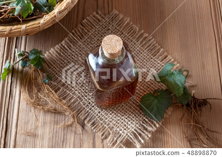 Herb Bennet tincture with fresh Geum urbanum plant 48898870