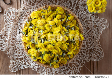 Coltsfoot, or Tussilago farfara flowers Coltsfoot, or Tussilago farfara flowers 48898875