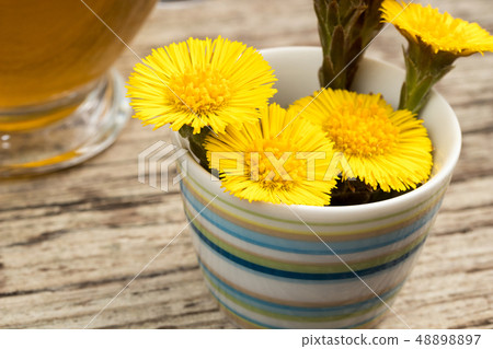 Fresh coltsfoot (Tussilago farfara) flowers Fresh coltsfoot (Tussilago farfara) flowers 48898897
