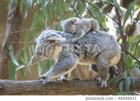 [Koala] Baby Koala trying to get on his mother's back 48898931