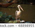 The spot-billed pelican stand on the fruits boat  48898955