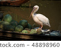 The spot-billed pelican look at fruits on boat 48898960