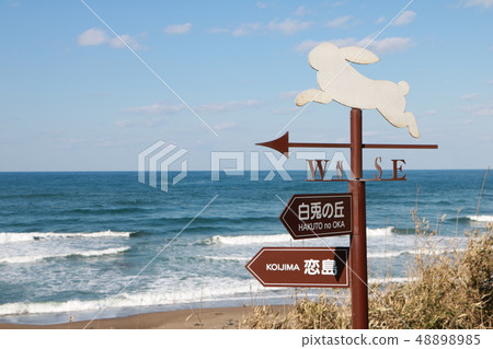 White rabbit coast 48898985