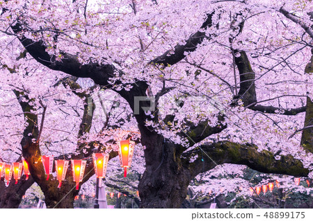 點亮櫻花上野公園 點亮櫻花上野公園 48899175