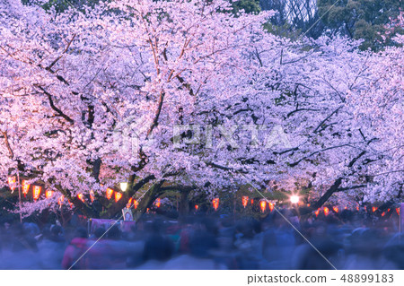 點亮櫻花上野公園 點亮櫻花上野公園 48899183