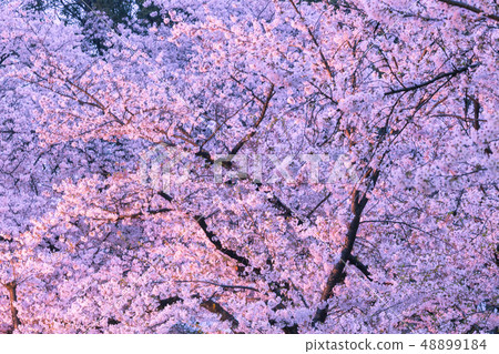 點亮櫻花上野公園 點亮櫻花上野公園 48899184