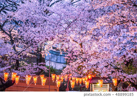 點亮櫻花上野公園 點亮櫻花上野公園 48899185