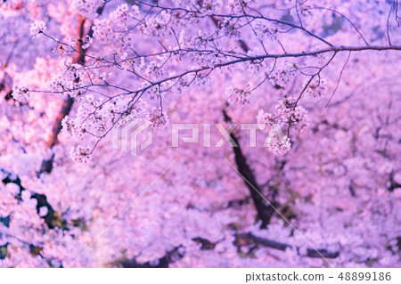 點亮櫻花上野公園 點亮櫻花上野公園 48899186