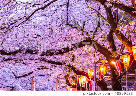 點亮櫻花上野公園 48899188