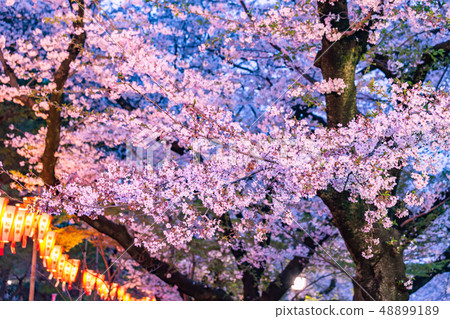 點亮櫻花上野公園 48899189