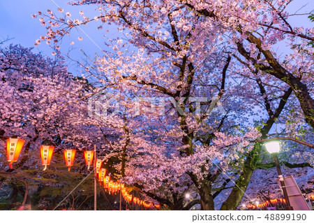 點亮櫻花上野公園 48899190