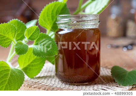 Silver spurflower syrup with fresh Plectranthus 48899305